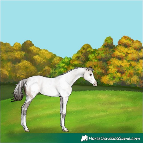 Horse Color:White Spotted Brown Dun Sabino Appaloosa 