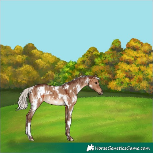Horse Color:White Spotted Silver Bay Dun Brindle 
