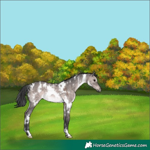 Horse Color:Platinum White Spotted Brown Dun Rabicano 
