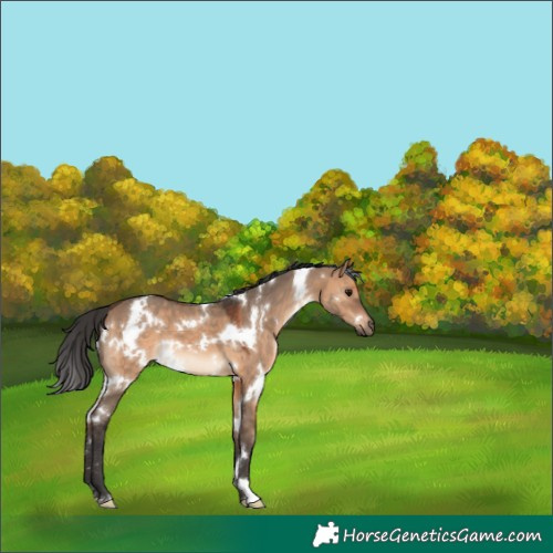 Horse Color:White Spotted Brown Dun 