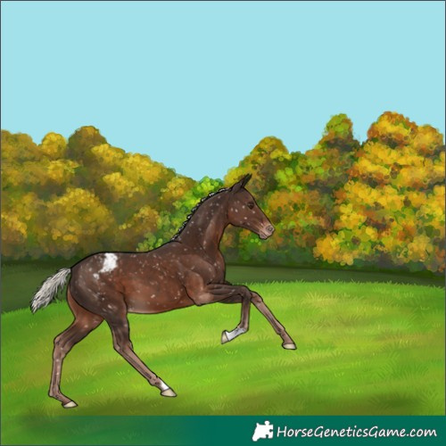 Horse Color:Liver Chestnut Mushroom Snowflake Varnish