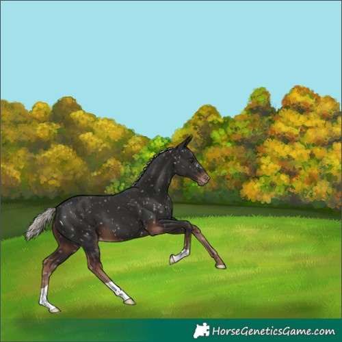 Horse Color:Liver Chestnut Mushroom Appaloosa 