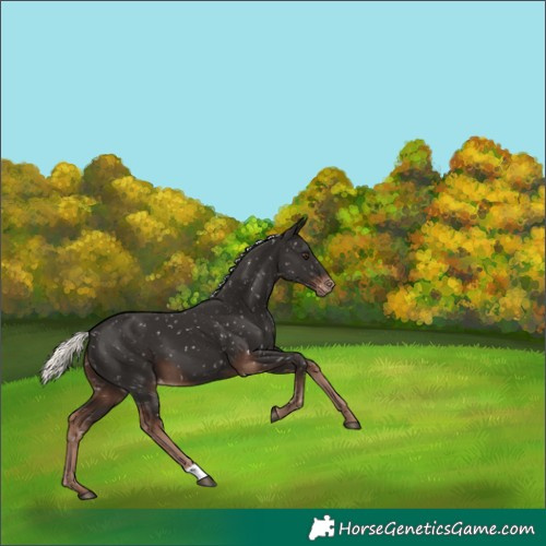 Horse Color:Liver Chestnut Mushroom Appaloosa 