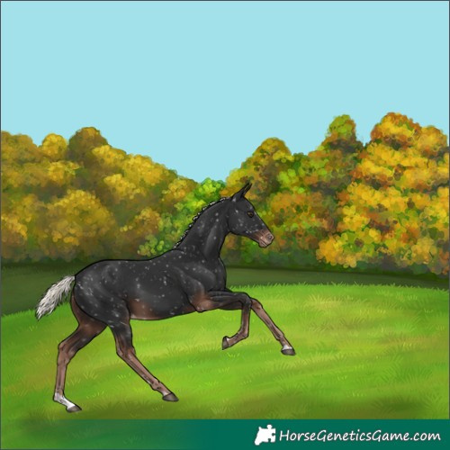 Horse Color:Liver Chestnut Mushroom Appaloosa 