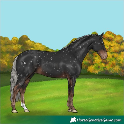 Horse Color:Liver Chestnut Mushroom Appaloosa 