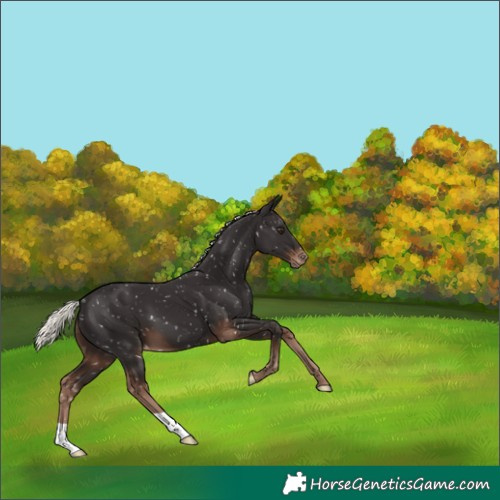 Horse Color:Liver Chestnut Mushroom Appaloosa 