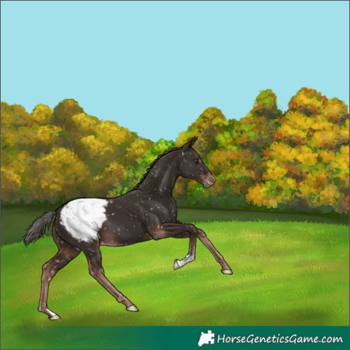 Horse Color:Liver Chestnut Mushroom Appaloosa 