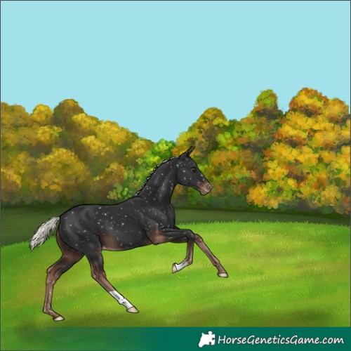Horse Color:Liver Chestnut Mushroom Snowflake Varnish