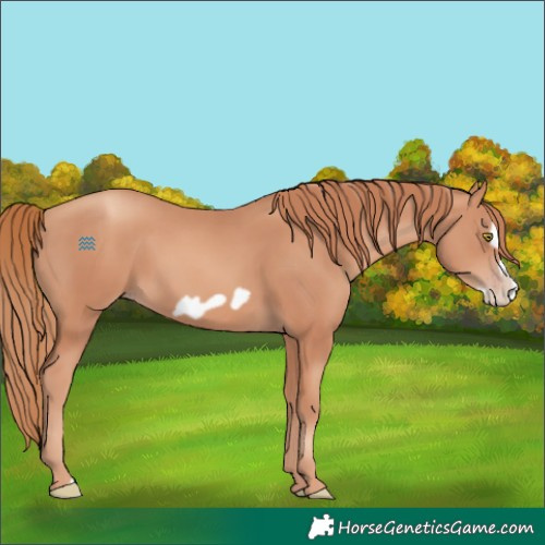 Horse Color:Gold Champagne Frame