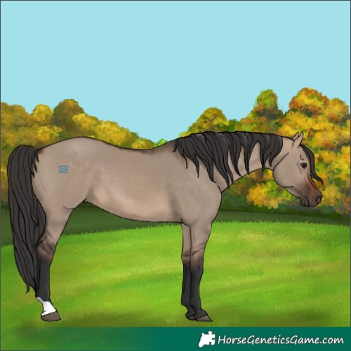 Horse Color:Brown Dun 