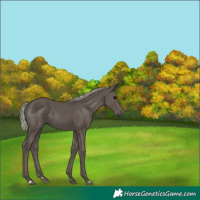 Horse Color:Silver Black 