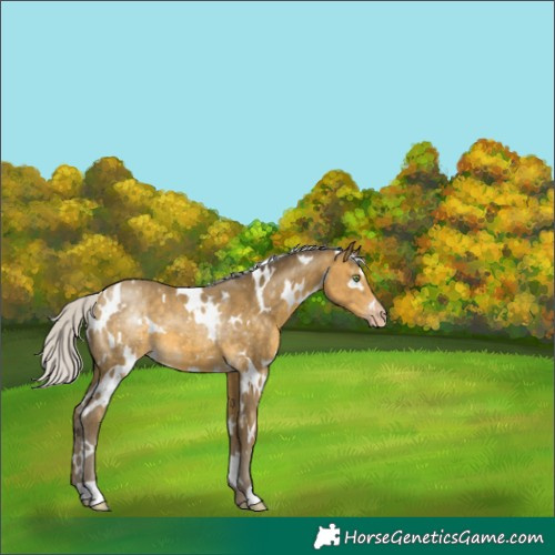 Horse Color:White Spotted Silver Sable Cream Champagne 