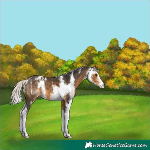 Horse Color:Silver Buckskin Sabino 
