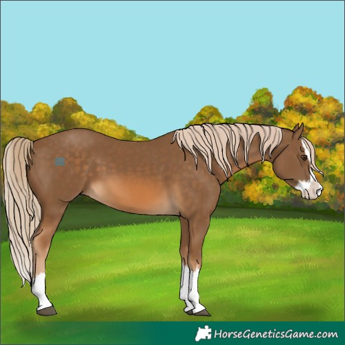 Horse Color:Chocolate Palomino Splash 