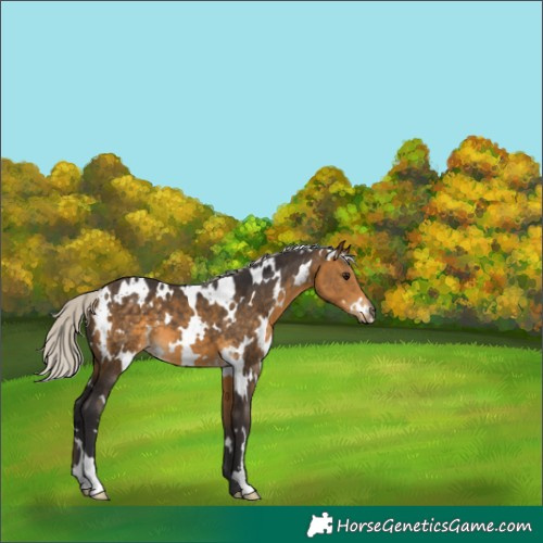 Horse Color:White Spotted Silver Buckskin 