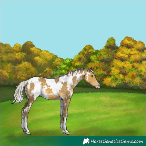 Horse Color:White Spotted Silver Sable Cream Champagne 