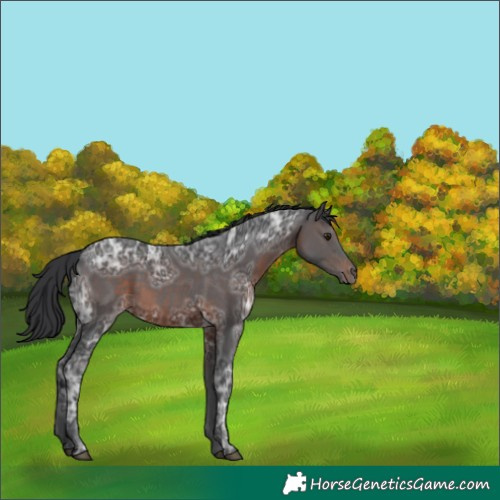 Horse Color:White Spotted Brown Ice 