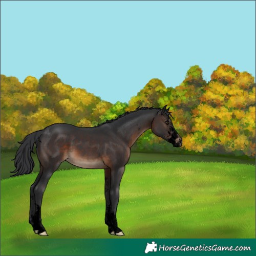 Horse Color:Void Brown Sabino 