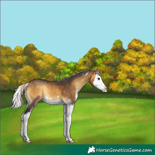 Horse Color:Silver Buckskin Onyx Sabino Splash 