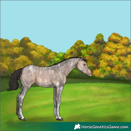 Horse Color:Brown Ice Dun Sabino Rabicano 
