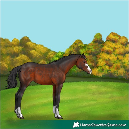 Horse Color:Brown 