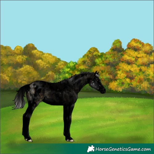 Horse Color:Void White Spotted Silver Buckskin Ice Splash Appaloosa 