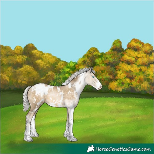 Horse Color:White Spotted Silver Buckskin Pearl Sabino 