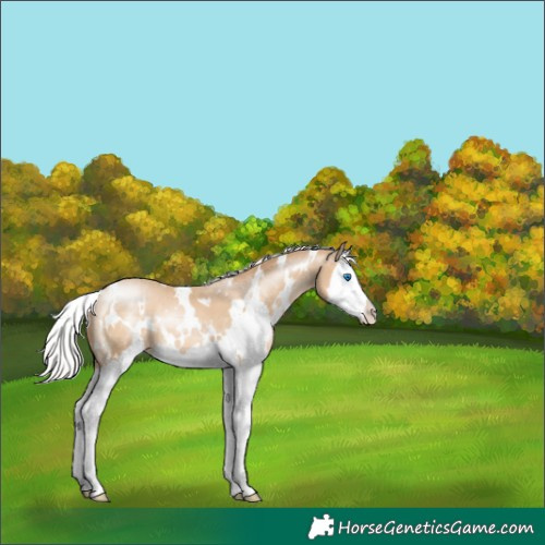 Horse Color:White Spotted Silver Buckskin Pearl Splash 