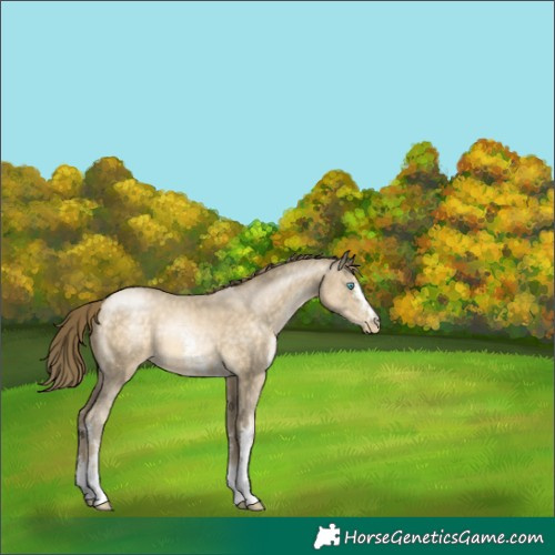Horse Color:Buckskin Pearl Sabino 