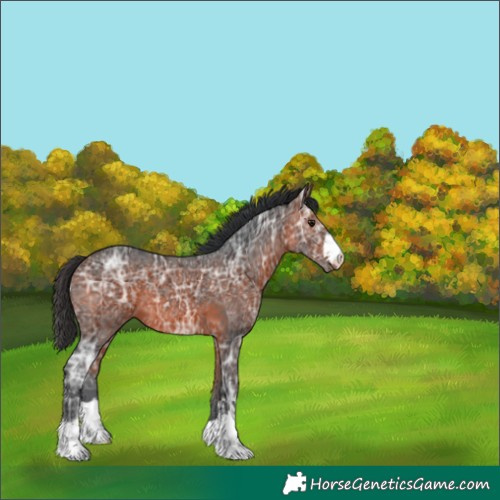 Horse Color:Bay Ice 