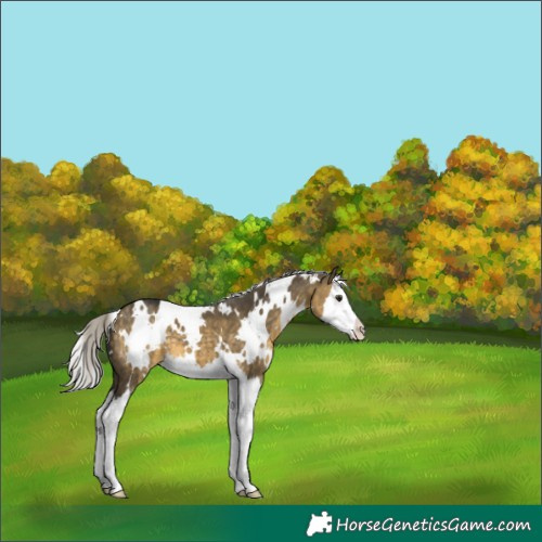 Horse Color:White Spotted Silver Buckskin Dun Splash 