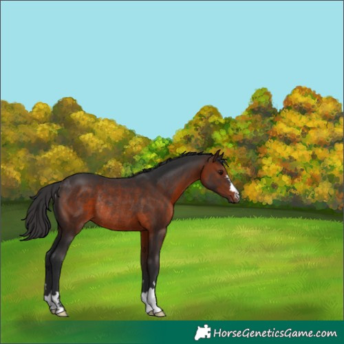 Horse Color:Brown Rabicano 