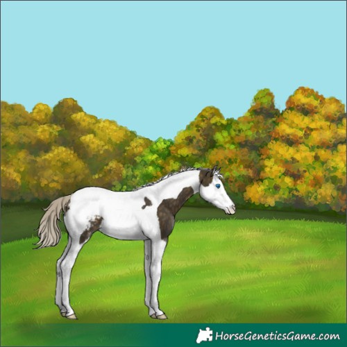 Horse Color:Silver Buckskin Sabino Splash Tobiano Blanket 