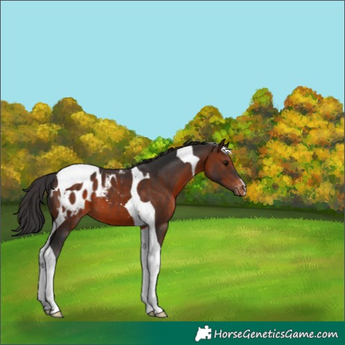 Horse Color:Brown Tobiano Appaloosa 