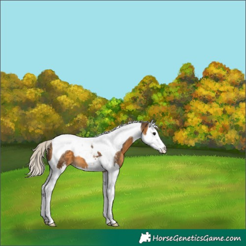 Horse Color:Silver Buckskin Sabino Splash Tobiano Varnish 