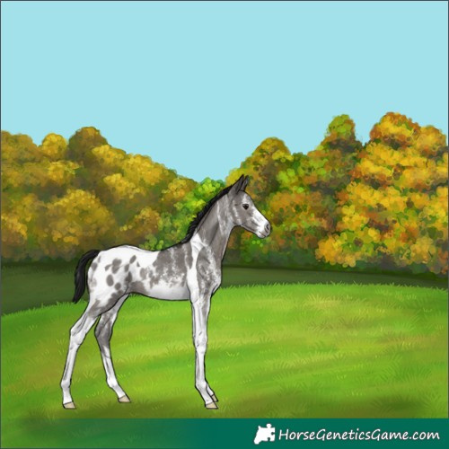 Horse Color:Gray White Spotted Grullo Tobiano Appaloosa 