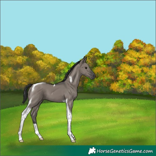 Horse Color:Grullo Tobiano 