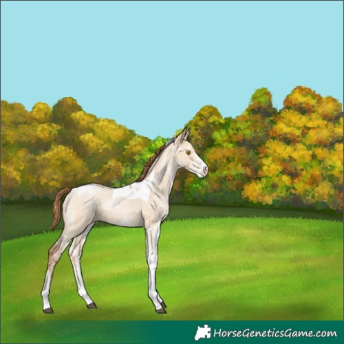 Horse Color:White Spotted Bay Pearl Dun Tobiano Rabicano 