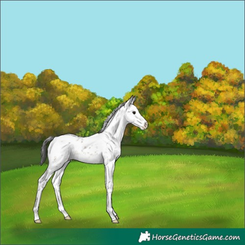 Horse Color:White Spotted Brown Dun Sabino Appaloosa Rabicano 