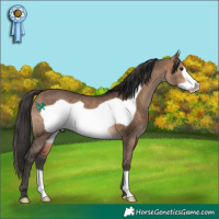 Horse Color:Bay Dun Frame