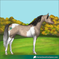 Horse Color:Bay Dun Tobiano Rabicano 