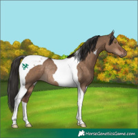 Horse Color:Liver Red Dun Tobiano Rabicano 
