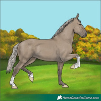 Horse Color:Silver Smoky Grullo