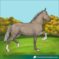 Horse Color:Silver Smoky Grullo 