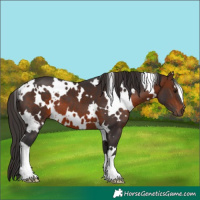 Horse Color:White Spotted Brown 