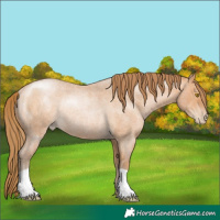 Horse Color:Bay Roan Pearl Rabicano