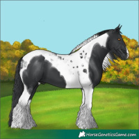 Horse Color:Black Tobiano