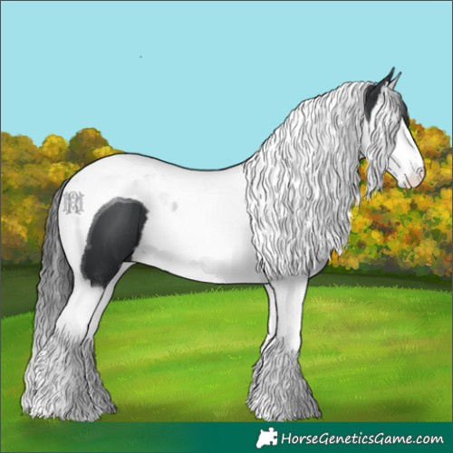 Horse Color:Black Splash Tobiano 