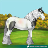 Horse Color:Black Splash Tobiano