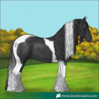 Horse Color:Black Tobiano 